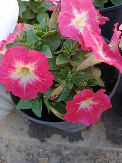 The image shows a close-up view of several pink petunia flowers with white centers, planted in a dark gray pot. The flowers are in bloom and their petals have delicate white veining. The leaves of the plant are green and slightly fuzzy. The pot is placed on a textured, gray surface, possibly concrete or gravel, and appears to be outdoors. The background is blurred, with hints of green foliage and possibly another white object on the left side. No people or specific city landmarks are visible. The image quality is moderate, with some dust present on the plant. The lighting suggests it is daytime. This scene is not specific to Bekhtery, Ukraine, as there are no identifying features of that location.