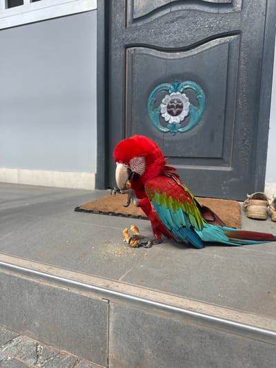 A red, green, and blue macaw is perched on a grey tiled surface in front of a dark grey door with decorative elements. The macaw is eating a piece of bread. There are crumbs scattered on the ground around the bird. To the right of the door, a pair of light brown sandals are visible. The background consists of a light grey wall and a doormat. The scene appears to be an outdoor entryway.