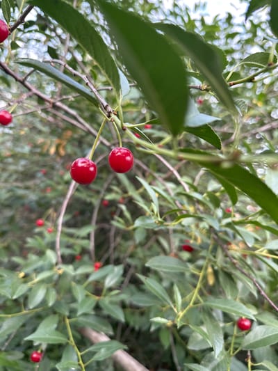 The image shows a close-up view of several bright red cherries on a branch of a tree. The cherries are round and appear ripe. Green leaves of the tree are also visible, as are parts of the branches. The background is blurred, suggesting a shallow depth of field, and consists of more foliage and branches. The lighting appears natural, consistent with an outdoor daytime setting. No people or specific landmarks of Biysk, Russia are visible in the image. The scene depicts a detail of nature within an unspecified urban or natural environment.