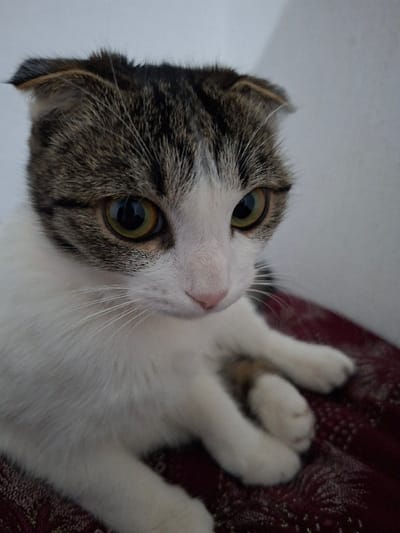 The image displays a domestic cat, identified by its characteristic folded ears as likely a Scottish Fold. The cat's fur is predominantly white on its chest, front legs, and lower face, with its head and ears exhibiting brown and dark grey tabby stripes. Its large, round eyes feature amber-yellow irises and appear to be directed slightly to the viewer's right. White whiskers extend from its pink nose. The cat is positioned in a sitting posture on a deep red textile surface, which is patterned with subtle lighter motifs. A plain, light-colored wall serves as the out-of-focus background. The specific location within the city of Khujayli, Uzbekistan, cannot be determined from the visual information provided.
