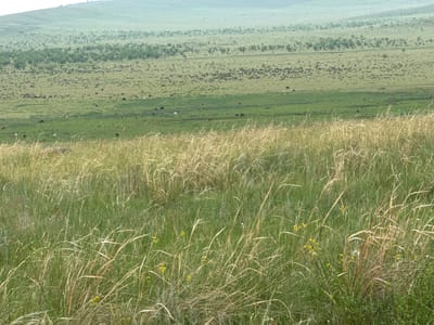 This is a wide-angle, eye-level, horizontal shot of a vast, rolling grassland with cattle grazing in the distance. The foreground is dominated by tall, dry grasses with some sparse yellow wildflowers. In the mid-ground and background, the landscape is a mosaic of green fields, dotted with small shrubs or trees, and interspersed with areas of shorter, dry vegetation. Numerous dark specks, identified as cattle, are scattered across the fields. The overall impression is one of a natural, undeveloped rural landscape. The scene is characteristic of the steppe regions in and around Troitskoe, Russia, where such expansive grasslands are common.