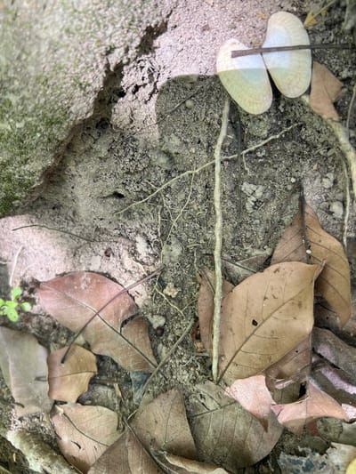 The image shows a close-up, ground-level view of the forest floor in Baan Nok Sai, Thailand. The scene is characterized by dry, fallen leaves and sandy soil, with visible tree roots and a patch of moss on a rock in the upper left corner. A prominent feature is a pair of pale, shell-like objects, possibly seeds or dried fruits, lying horizontally with a thin twig passing through them. The lighting suggests an outdoor environment, likely in shade, with some dappled sunlight illuminating parts of the ground. The overall impression is one of natural decay and the forest floor environment.