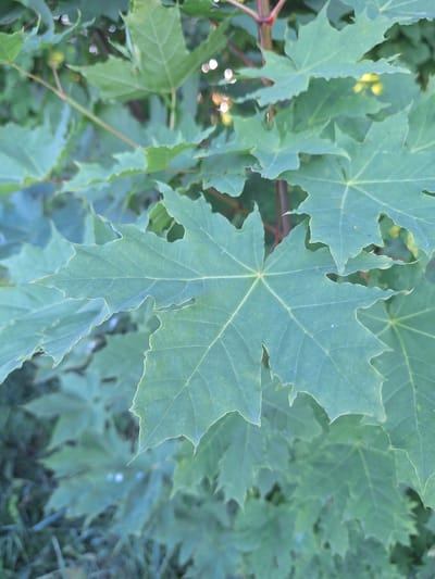 This media file is a close-up, eye-level, medium shot of a cluster of green maple leaves on a tree. The leaves are the primary subject, with one large leaf dominating the center of the frame. The leaves are palmately lobed with serrated edges and prominent veins. The lighting suggests it is daytime, likely a bright, overcast day or dappled sunlight, as there are no harsh shadows. The background is a blur of more green leaves and some hints of brown, suggesting a natural outdoor setting, possibly a park or forest, consistent with a location in Sviatopetrivske, Ukraine. There is no discernible activity or event taking place. No text is visible in the image. The overall mood is natural and serene, focusing on the intricate details of the foliage.