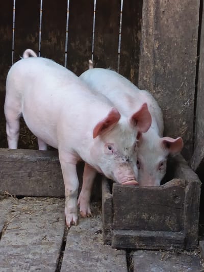 In an outdoor enclosure constructed of wooden planks and vertical metal bars, two young pigs with pale pink skin are positioned near a weathered wooden trough. One pig is facing forward, its head down and snout partially submerged in the trough, seemingly eating. The other pig is behind it, also with its head lowered towards the trough. The ground is covered with a mixture of straw and dirt. The scene appears to be a rural setting, possibly a farm, in the village of Soloneshnoye, Russia.