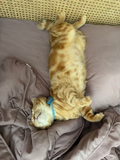 An orange tabby cat wearing a blue collar lies on its back on a purple cushioned surface. The cat's belly is exposed, and its paws are curled upwards. The cat appears to be sleeping. To the left of the cat is a woven rattan surface. The cat and cushion rest on the bed of an unidentifiable type. The image was taken in Ungasan, Indonesia.