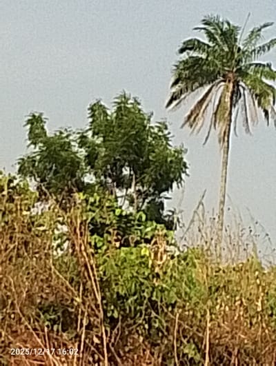The image displays an outdoor natural landscape featuring diverse vegetation under a clear, light grey sky. In the mid-ground and extending into the foreground, a cluster of lush green broadleaf trees is prominent, partially obscured by lower layers of dry, brownish, and bushy plants or tall grass. To the right, a tall, slender palm tree stands, characterized by a crown of green fronds at its apex and several dry, drooping fronds below. The sky above is uniformly bright and lacks distinct cloud formations, suggesting either an overcast day or a hazy late afternoon.

A digital timestamp "2025/12/17 16:02" is visible in the bottom left corner, indicating the photograph was taken on December 17, 2025, at 4:02 PM. No people or specific events are depicted; the scene is a static view of the environment. The types of trees and vegetation are consistent with the tropical climate of Ejule, Nigeria, providing a tranquil and natural setting.