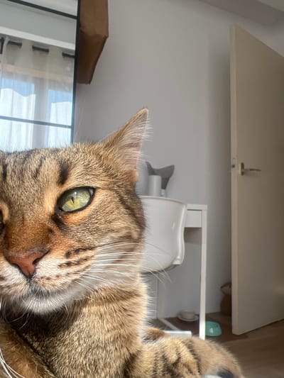 The media file presents a close-up, eye-level portrait of a domestic short-haired tabby cat. The cat's head is tilted on its side, occupying the majority of the frame, with one prominent green eye staring directly towards the viewer. The eye has a distinct vertical slit pupil. The cat's fur is a mix of brown, black, and cream tones, forming the characteristic striped tabby pattern, and numerous long white whiskers extend from its muzzle. A small pink nose is also visible.

The background indicates an indoor setting, well-lit by natural light, suggesting it is daytime. On the left side, reflections in a window or glass door show what might be window panes or vertical blinds, with a brown cardboard box visible above the glass. On the right side, the background reveals a light-colored room. A white door with a silver handle is visible at the top. Below this, a white shelf or cabinet structure can be seen, holding a light blue cup or bowl, and other indistinct white objects, possibly including a small appliance like a humidifier. The cat appears relaxed and perhaps curious, given its direct gaze. No text is visible in the image. The location context is Beverwijk, Netherlands.