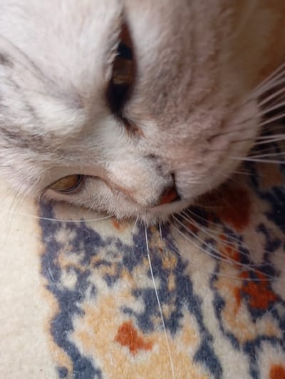 The image is a close-up, low-angle shot of a cat's face, resting on a patterned surface. The cat's fur is light-colored with darker tabby markings around its eye and forehead. Its eye is visible, with a golden iris. The cat's nose and mouth area are also visible, with whiskers extending outwards. The patterned surface beneath the cat appears to be a rug or fabric with abstract shapes in shades of beige, orange, and dark blue. The image does not contain any information or elements related to the city of Sozonivka, Ukraine.