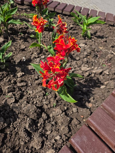 In an outdoor garden setting within Targovishte, Bulgaria, several Canna lilies with vibrant red and yellow flowers are in bloom. The plants are situated in dark, cultivated soil, and appear to be part of a landscaped area. In the background, a walkway or border constructed of reddish-brown wooden planks is visible, suggesting a park or a well-maintained garden. The scene is illuminated by sunlight, casting shadows on the ground. No people are present in the image.