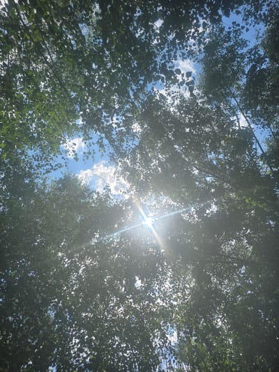 The image is a low-angle shot looking up through a canopy of green leaves towards a bright blue sky dotted with fluffy white clouds. The sun is shining intensely, creating a lens flare effect that obscures parts of the sky and casts bright rays of light through the foliage. The leaves are dense and create a dappled effect, with the sunlight filtering through them. Some tree branches are visible, crisscrossing the frame and adding to the natural, organic feel of the scene. The overall impression is one of a sunny day in a lush, leafy environment. There are no people or discernible objects in the scene, and no visible text. The setting appears to be a natural outdoor environment, likely a park or forest, in Bila Tserkva, Ukraine, given the location context. The bright sunlight suggests it is daytime, likely midday given the intensity of the sun. The weather appears to be clear and sunny with some clouds.