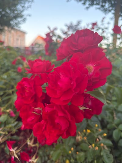 This is a close-up, vertically oriented photograph of a cluster of vibrant red roses. The roses are in various stages of bloom, with some fully open and others still developing buds. The petals are soft and velvety, and some of the roses have a hint of yellow in their centers. The background is a soft blur of green foliage, with small yellow flowers scattered throughout, suggesting a garden setting. In the upper left and lower left portions of the image, there are out-of-focus elements that appear to be tree branches and possibly a building with an orange roof. The lighting suggests it might be late afternoon or early morning, with a soft, diffused light. There are no people or animals visible, and no text is present in the image. The overall mood is one of natural beauty and tranquility.