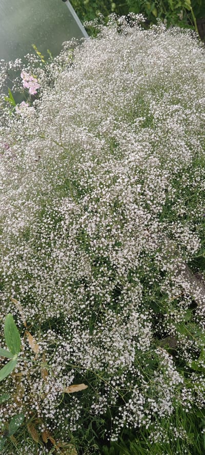 The image captures a dense cluster of white baby's breath flowers, also known as Gypsophila, in full bloom. The delicate, tiny white flowers create a cloud-like effect, obscuring much of the green foliage beneath. Some hints of pink flowers can be seen in the upper left corner, and a large green leaf is visible in the lower left. The background is a mix of green leaves and a blurred structure, possibly a greenhouse or a fence, suggested by a translucent panel in the upper left. The overall impression is of a lush, overgrown garden. The location is specified as Пацейкаўскі сельскі Савет, Belarus. There are no people or visible actions in the image.