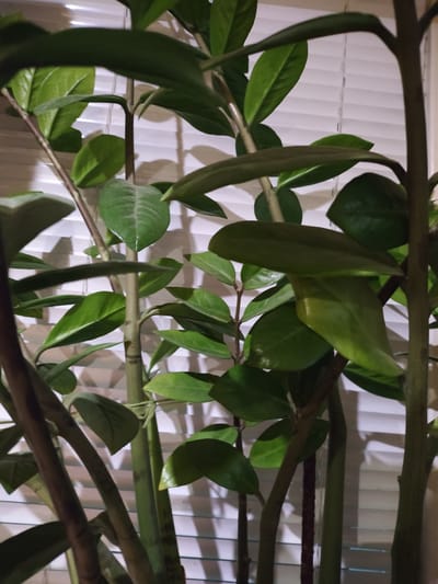The image shows a close-up of a ZZ plant (Zamioculcas zamiifolia) positioned in front of white window blinds. The plant has multiple stems and green, glossy leaves. The stems range in color from brown to green. The background shows horizontal window blinds. No people are visible. There is no indication of the location being Yerzhovo, Moldova.
