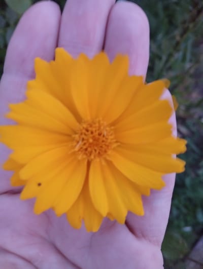 This is a close-up, overhead shot of a person's hand holding an orange flower. The hand is open, with the flower resting on the palm and fingers. The flower is a vibrant orange with many ray florets radiating outwards from a central disc. The florets have slightly serrated edges. The hand appears to be lightly tanned and shows some texture from skin creases. The background is slightly blurred, with hints of green foliage and possibly some gray stonework, suggesting an outdoor setting. The lighting appears natural, casting soft shadows and highlighting the color of the flower. There is a small dark spot, possibly an insect or a speck of dirt, on one of the flower petals. The overall impression is one of nature and simplicity. The location context is Mykolaiv, Ukraine, but there are no specific visual cues in the image to confirm this. There is no visible text in the image.