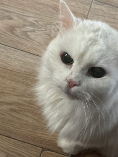 A close-up, high-angle shot captures a fluffy white cat with dark eyes and a pink nose resting on a wooden floor. The cat's gaze is directed towards the left of the frame. The wooden floorboards are visible in the background, showing a light brown, textured pattern. The cat's fur is predominantly white with some hints of light gray, and its long whiskers extend outwards. The image does not provide any information about the city of Zelenograd, Russia, or any specific location.