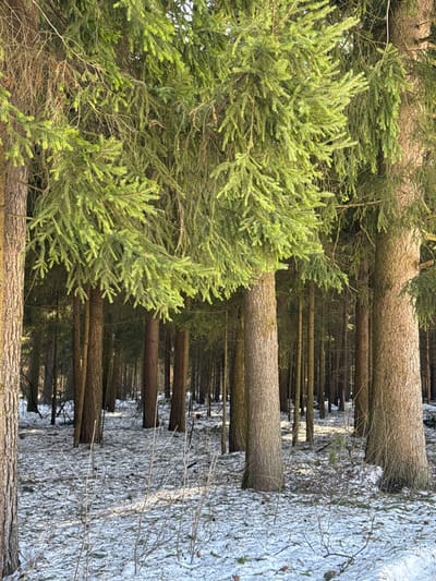 This image depicts a dense coniferous forest located in Zelenogradskiy, Russia, under natural daylight. The forest floor is covered with a patchy layer of white snow, intermingled with visible areas of brown earth, fallen leaves, and sparse, dried herbaceous growth. Numerous tall, straight tree trunks with textured, brown-grey bark extend vertically throughout the frame, creating a sense of depth. The upper and mid-sections of many trees exhibit vibrant green needle foliage, indicative of spruce or fir species, with some bare or darker branches also present. Sunlight filters through the canopy, illuminating the green needles and casting bright patches and subtle shadows on the snow-covered ground. No individuals, animals, artificial objects, or discernible actions are visible within the scene.