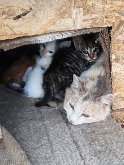 The image shows a close-up of a mother cat with three kittens nestled together inside a wooden structure. The mother cat, with light brown and white fur, is positioned in the foreground, her head resting on a rough, burlap-like surface. One kitten, with gray tabby markings and green eyes, is visible peeking out from behind the mother, with its tongue slightly extended. Another kitten, mostly white, is tucked underneath the tabby kitten. A third kitten, with orange and white fur, is partially visible beneath the white kitten. The wooden structure appears to be makeshift, constructed from plywood or OSB boards. The background is dark and indistinct, with some wooden elements and rough fabric visible. The overall scene suggests a sheltered, possibly outdoor, environment. The location of Chaika, Ukraine is provided as context but is not visually represented in the image itself.