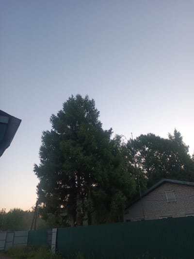 This is a medium shot, outdoor, eye-level, full-color photograph taken during the day. The scene depicts a clear, pale blue sky dominating the upper portion of the frame. In the foreground, a dark green corrugated metal fence runs horizontally across the bottom. Behind the fence, tall, dark green coniferous trees are prominent, with a large, lush tree situated in the center of the image. To the right of the large tree, a brick building with a dark roof and a single small window is visible. The building appears to be a detached structure. The overall atmosphere is tranquil, with the natural elements of trees and sky juxtaposed with the man-made fence and building. It is situated in the city of Poshekhonye, Russia.