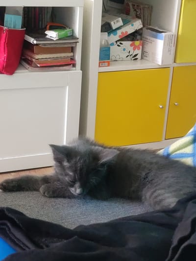 The image shows a grey kitten sleeping on a carpeted floor. The kitten is lying on its side with its head resting on its paws. In the background, there is a white bookshelf filled with books and boxes. To the right of the bookshelf, there are yellow cabinet doors. The scene appears to be indoors, possibly in a home or a store. There is no indication of the city of Pokrovnik, Bulgaria in the image.