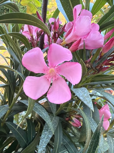 The image depicts a close-up view of pink Oleander flowers and their foliage. The flowers have five delicate petals and are clustered together, with several buds also visible. The leaves are long, narrow, and dark green, with a slightly glossy appearance. Some of the leaves exhibit white speckling, possibly due to powdery mildew or mineral deposits. The background is softly blurred, showing hints of yellow and green foliage, suggesting an outdoor setting. The lighting appears to be natural, casting soft shadows. There are no people or animals visible in the image. The scene is devoid of any urban elements, making it impossible to determine if it is located within the city of Marinka, Bulgaria.
