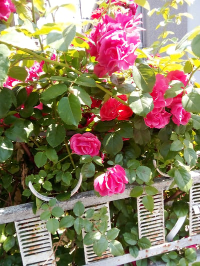 The image depicts a close-up view of a cluster of vibrant pink roses blooming amongst lush green foliage. The roses are in various stages of bloom, with some fully open and others still buds. The sunlight filters through the leaves, creating dappled light and shadow effects. In the foreground, a section of a weathered, white metal fence with horizontal slats is visible, partially obscured by the rose bush. The fence appears to be outdoors, possibly in a garden or park setting. There are no people or animals visible in the image. The overall impression is one of natural beauty and a sunny day.