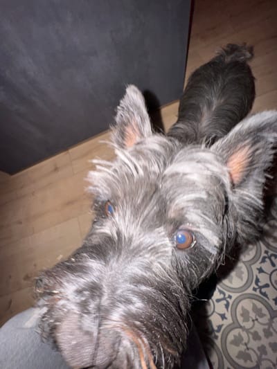 A close-up shows a Scottish Terrier with striking, alert eyes. The dog's wiry, dark gray coat is highlighted with silver hairs, particularly around the muzzle and ears. It's positioned near the edge of a dark gray object and wooden flooring. The background includes a patterned floor and a glimpse of a person. The focus is sharp on the dog's face, capturing its expressive gaze and textured fur.
