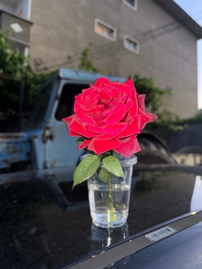A single red rose in a clear plastic cup of water sits on the hood of a vintage blue truck. The truck is parked on a dark, reflective surface, likely the hood of another vehicle. In the background, a weathered building with rectangular windows and overhead wires suggests an urban or semi-urban setting, consistent with the location of Pokrovnik, Bulgaria. The scene is bathed in natural light, casting soft shadows.