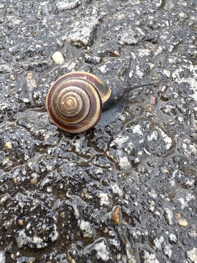 A snail is pictured on a wet, dark, gravelly surface, likely asphalt, after rain. The snail's shell is prominently displayed, exhibiting concentric rings of brown, beige, and a hint of green. The snail's body is a dark gray, and its antennae are extended. The ground is speckled with various sizes of gray and white stones, some of which are partially submerged in shallow puddles of water that reflect the light. The overall impression is one of a mundane moment captured in a natural setting. The location is not specified in the image, nor is there any visual information that would suggest the city of Мичуринское, Russia.