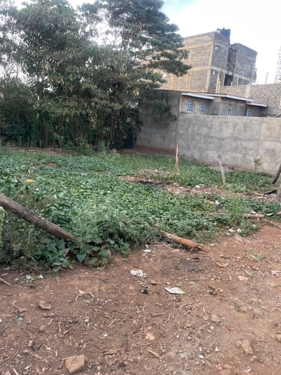 This image captures an outdoor scene in what appears to be a semi-urban or peri-urban area, consistent with Gitothua ward, Kenya. The scene is divided into distinct areas: buildings and trees on the left, a large expanse of vegetation in the middle, and a dirt path on the right.
On the left side of the frame, several multi-story buildings are visible. The most prominent is a tall, dark grey structure built with exposed concrete blocks, appearing somewhat unfinished or industrial. A black water tank is visible on its roof. Adjacent to it, to the right and slightly in front, is a lower, grey-rendered building featuring multiple small, uniformly spaced windows with white frames. In front of these buildings, a dense cluster of trees with varied foliage and tall trunks forms a natural barrier.
The central part of the image is dominated by a wide, flat area covered extensively with lush green, low-growing vegetation, possibly weeds or ground cover. Scattered wooden logs or posts lie horizontally within this vegetated section, some acting as informal dividers.
To the right, the ground transitions into a dusty, uneven dirt path or bare earth. This area is sparsely covered with small rocks, dry leaves, and some scattered refuse, including pieces of paper and plastic. The general impression is one of undeveloped or vacant land adjacent to residential or commercial structures.
No human activity or individuals are visible. The lighting suggests it is daytime, possibly under an overcast sky, as shadows are soft and diffused. There is no visible text in the image.