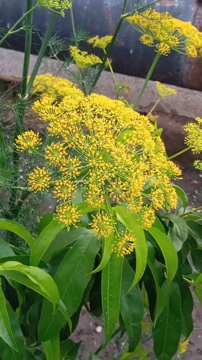 The image shows a close-up view of dill flowers in bloom. The flowers are a vibrant yellow, arranged in large, umbrella-like clusters. The feathery green foliage of the dill plant is also visible, as are several broad, dark green leaves in the foreground, possibly belonging to another plant. The background is blurred, but appears to be an outdoor setting with hints of brick and a dark surface. The lighting suggests it is daytime, and the overall impression is one of natural growth and a hint of summer bounty. There is no text visible in the image.