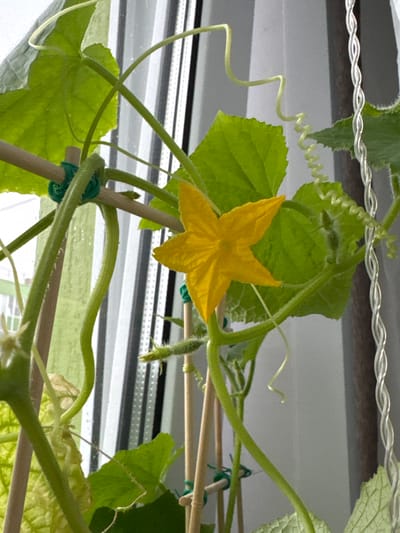 A close-up shows a cucumber plant growing indoors, possibly in Новинки, Russia. The plant features several green leaves, a vibrant yellow flower with five petals, and tendrils used for climbing. The plant is supported by wooden stakes secured with green twine. The background is blurred, revealing a window or light fixture with horizontal lines.