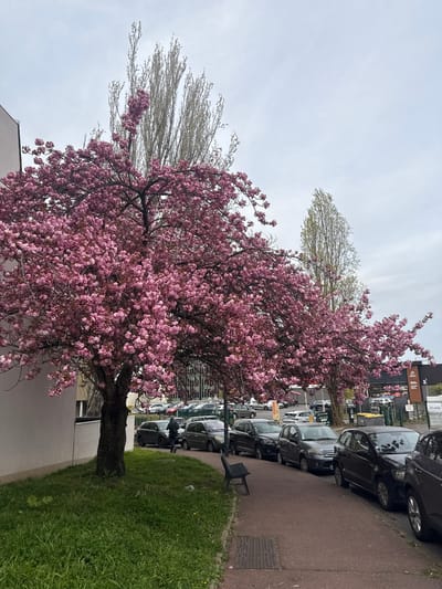 The image depicts an urban streetscape in Fontenay-sous-Bois, France, under an overcast sky. A large, mature tree with dense pink blossoms, likely a cherry blossom, occupies the left foreground, its trunk rooted in a grassy patch beside a cream-colored building wall. To the right of the tree, a reddish-brown paved sidewalk extends into the mid-ground, featuring a dark metal bench positioned near the tree and a metal grate embedded in the pavement.

A line of parked passenger vehicles, primarily dark-colored sedans and SUVs, occupies a street or parking area parallel to the sidewalk. One individual, dressed in dark attire, is visible walking away from the viewer on the sidewalk, positioned between the flowering tree and the parked cars.

In the mid-ground and background, additional trees with slender trunks and light-colored branches are visible, some appearing bare or with nascent light green foliage. A multi-story building with dark facades and large windows is present in the background, identified by a sign as a "SALLE DE SPORT" (gym) and another marked "BIENVENUE." A green fence and a yellow industrial waste bin are also visible in the background, adjacent to the parked vehicles. The overall environment suggests a commercial or mixed-use area.