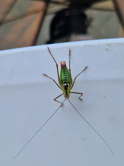 A close-up, high-angle shot shows a green cricket with dark markings on its back and red accents on its head and tail, clinging to a textured white surface. The cricket's long antennae extend outwards, and its legs are splayed. The background is blurred, showing muted colors and suggesting an outdoor setting. The location is identified as German, Bulgaria.