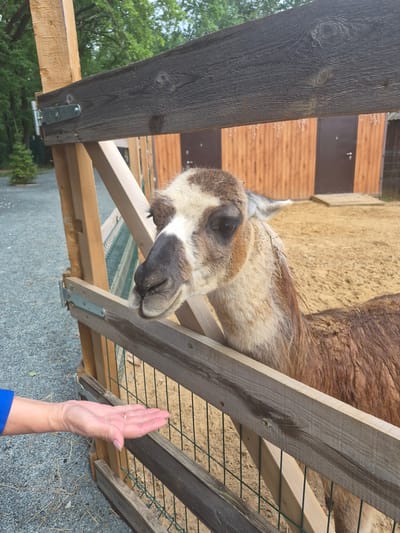 A lama with brown and white fur is shown in an enclosure, reaching its head over a wooden fence towards a person's open hand. The hand, with painted fingernails and wearing a blue sleeve, is holding what appears to be a small piece of food. The enclosure has a sandy ground and a wooden building in the background. The overall setting suggests a zoo or animal park. The image is taken from a medium close-up angle, focusing on the lama's head and the interaction with the hand.