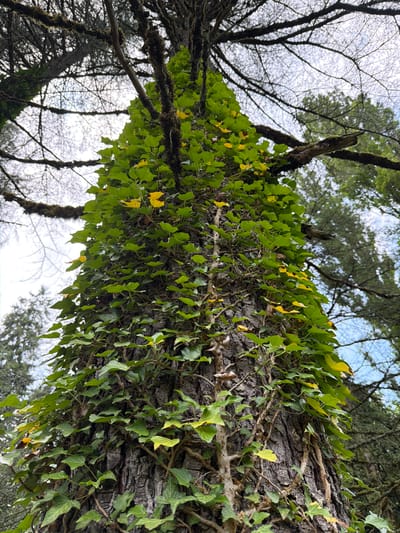 A close-up, low-angle view showcases the trunk of a large tree heavily covered in ivy. The ivy leaves are predominantly a vibrant green, with scattered patches of yellow, suggesting a possible autumn season or stress on the plant. The tree trunk itself has rough, dark bark with visible texture. Gnarled branches extend from the upper part of the trunk, some also partially covered in moss and lichen. The background is a blur of lighter green foliage and the bright, overcast sky. The scene is set in an outdoor, natural environment. It's impossible to determine the specific location within Satsiskvilo, Georgia from the image alone. There are no people, animals, or man-made objects visible.