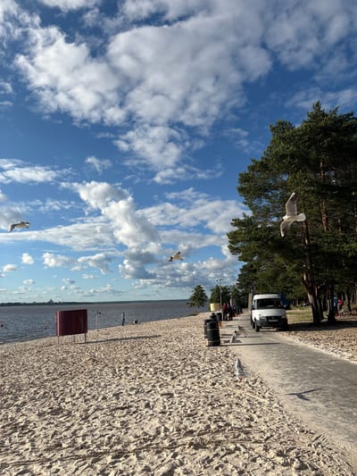 The image depicts a sunlit day at a beach in Sestroretsk, Russia. The sky is a vibrant blue, dotted with fluffy white clouds, indicating fair weather. The foreground is dominated by a sandy beach, with clear footprints suggesting recent activity. To the right, a paved path runs parallel to the beach, leading to a line of trees in the background. Several people are visible in the distance, some picnicking under the trees, others walking along the beach or path. A white van is parked near the trees. Two seagulls are captured mid-flight against the blue sky, adding a sense of movement and life to the scene. Another seagull is standing on the sand. A maroon structure, possibly a changing room or shelter, is situated on the beach closer to the water. The water itself is visible in the background, appearing calm. The overall impression is one of a pleasant, leisurely day at the seaside.