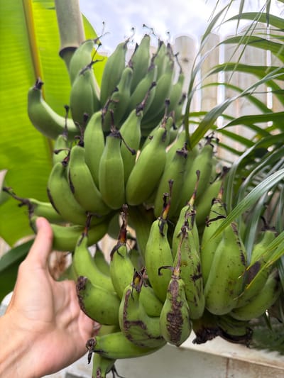 An outdoor, close-up, eye-level shot shows a bunch of green, unripe bananas hanging from a plant, with a person's hand visible on the left side of the image. The bananas are clustered together and some have brown blemishes on their skin. The background consists of greenery, possibly palm leaves, and a light-colored structure that appears to be a fence or wall. The sky is overcast and visible in the upper portion of the image. The scene appears to be in a tropical environment, consistent with Ko Samui District, Thailand.