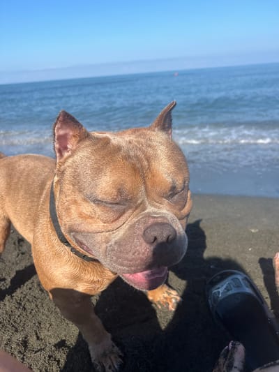 An outdoor, close-up, eye-level shot captures a brown pit bull mix on a beach with its eyes closed and mouth open, tongue slightly visible. The dog is facing right with its head turned towards the camera. The dog's fur appears wet and sandy. The background consists of the ocean, with waves rolling in and a clear blue sky above. The sand on the beach is dark and wet. To the right of the dog, a person's feet are visible, one wearing a black sandal and the other bare with sand covering the toes. The scene is likely Shekvetili, Georgia, given the context.