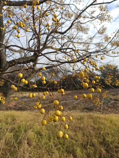 A low-angle, close-up shot captures branches of a tree laden with small, yellow berries against a softly blurred background of dry grass and a cloudy sky. The berries, clustered on thin stems, dominate the foreground, with a larger, textured tree trunk visible to the left. The scene evokes an autumnal or late winter atmosphere. The location is identified as Midrand, South Africa.