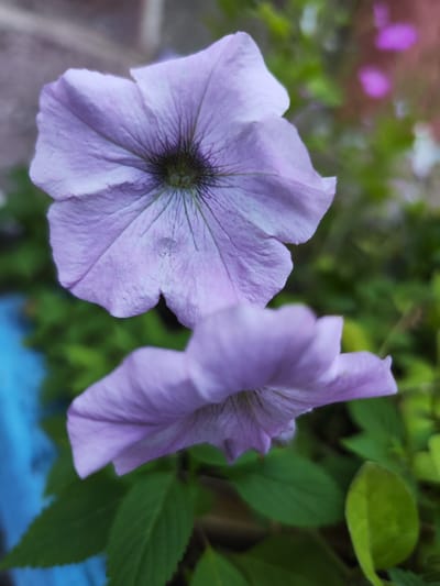 The image is a close-up, vertical shot of two purple petunias in bloom, with a blurred background of green foliage, a hint of a blue object, and a muted brick-like texture. The petunia in the foreground, slightly to the right and lower, is out of focus and shows the underside of its petals. The primary subject is the fully bloomed petunia positioned in the upper half of the frame, slightly to the left, which is in sharp focus. Its petals are a light lavender color, with darker purple veins radiating from the center. The center of this flower appears dark green and slightly fuzzy. The leaves are a vibrant green, and their texture is visible. The background is softly blurred, creating a shallow depth of field that isolates the flowers. The presence of a blue object, possibly a planter or decorative element, is visible on the left side. The brick-like texture in the upper background suggests an urban or garden setting. The image does not contain any people, nor does it provide any specific information about the city of Barnaul, Russia.