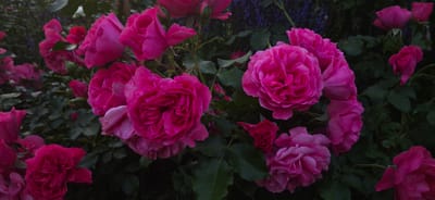 The image shows a close-up view of a bush laden with vibrant pink roses. The roses are in various stages of bloom, with some fully open and others still in bud. Their petals are densely layered, creating a rich, textured appearance. The foliage is a deep green, providing a stark contrast to the bright pink of the flowers. In the background, hints of darker foliage and possibly other flowers create a lush, garden-like setting. The lighting suggests it might be late afternoon or early evening, with the dappled light enhancing the colors and textures of the roses. The image does not contain any people or specific architectural elements that would place it in a particular urban location.