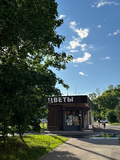 The image depicts an outdoor scene on a sunny day, likely in Vologda, Russia. In the foreground, lush green trees with dense foliage dominate the left side of the frame. To the right, a small kiosk with a dark wooden exterior is visible. The kiosk has a window displaying several large stuffed teddy bears and some bouquets of flowers. The word "ЦВЕТЫ" (flowers) is prominently displayed in large white letters on the side of the kiosk.
Behind the kiosk, a paved walkway or road is visible, with puddles reflecting the blue sky. A white car is parked on the side of the road, and two people are standing near it, one appearing to be walking a dog. The sky is a bright blue with scattered white clouds, suggesting it is daytime, likely mid-morning or afternoon. The overall atmosphere appears peaceful and ordinary. The presence of the trees, kiosk, and paved area suggests an urban or suburban setting.