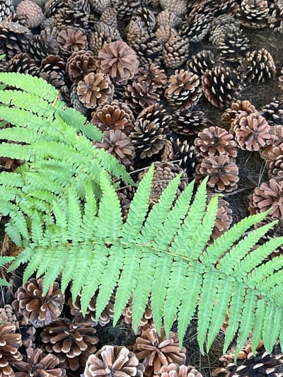 This image is a close-up, top-down view of a bed of pinecones mixed with some dried leaves and moss. A bright green fern frond is prominently positioned in the foreground, overlapping the pinecones on the right side of the frame. The pinecones are varied in size and color, ranging from dark brown to a lighter, reddish-brown, and their scales are clearly visible. Some of the pinecones appear to be slightly open, while others are more tightly closed. The texture of the pinecones is rough and natural. The fern is a vibrant green, with delicate, feathery leaflets. The overall impression is of a natural, outdoor scene, likely a forest floor. The lighting suggests it is daytime, with no strong shadows indicating a specific time of day. There is no visible text in the image. The setting is a natural environment characterized by fallen pinecones and vegetation.
