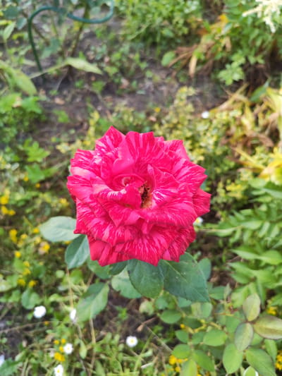 The image features a close-up of a vibrant, pink and white striped rose in full bloom. The rose is the central subject, with its petals unfurling in a spiral pattern. The flower is situated outdoors in a garden setting, with blurred green foliage and patches of smaller yellow and white wildflowers in the background. The lighting suggests it could be daytime, possibly morning or afternoon, with natural light illuminating the rose. The overall impression is one of natural beauty and the tranquil atmosphere of a garden. There is no visible text in the image. The location context provided is Smalyavichy, Belarus.