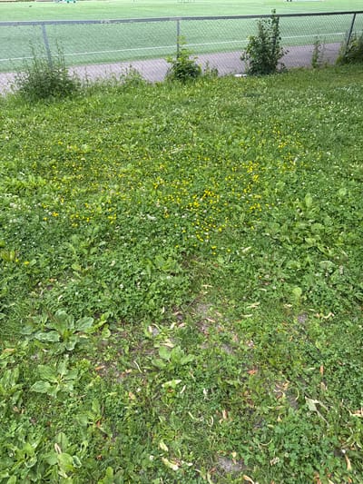 The image shows a close-up view of a grassy area next to a fenced sports court. The grass is overgrown and appears to be a natural meadow rather than a manicured lawn, with many small wildflowers, predominantly yellow and white, scattered throughout. Some larger leaves of plants like plantain are also visible. The sports court has green turf with white lines marking boundaries. A chain-link fence separates the court from the grassy area. The scene is well-lit, suggesting it is daytime, and the vegetation indicates a temperate climate, consistent with Oslo, Norway. There are no people or specific events depicted. The overall impression is one of a natural, slightly wild outdoor space adjacent to a recreational facility.