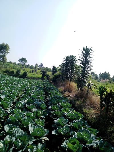 The image depicts a field of cabbages in Ban Katan, Laos. The cabbages are lush green and occupy the foreground. Beyond the cabbage field, several trees are interspersed in a grassy area. The sky is bright and clear. A bird or insect appears in the sky in the upper right.