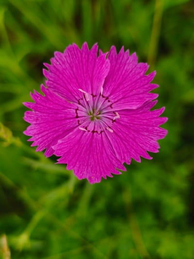The media file is a close-up, top-down shot of a single, vibrant pink flower. The flower has numerous delicate petals with slightly serrated edges, radiating outwards from a central cluster of stamens. The petals exhibit a ribbed texture and subtle variations in shade, creating depth and dimension. The center of the flower appears slightly darker, with fine, hair-like structures visible. The background is a soft, out-of-focus blur of green, suggesting a natural outdoor setting, likely a field or garden. The lighting appears natural, suggesting it was taken during daylight, possibly morning or afternoon, with no harsh shadows. The focus is entirely on the flower, drawing the viewer's attention to its intricate beauty and vivid color. There is no visible text in the image, and no people or discernible objects other than the flower and its surrounding foliage. The context provided, "Мунайка, Russia," indicates the geographical location where the photograph was taken. The overall mood is serene and contemplative, highlighting the natural beauty of the flora.