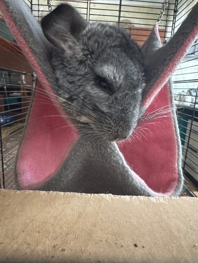 A chinchilla is nestled in a pink and gray fabric hammock suspended within a wire cage. The chinchilla, predominantly gray with darker markings, has its eyes partially closed, suggesting a relaxed state. Its long whiskers are prominent against the pink fabric. The cage is situated indoors, with a wooden surface visible in the foreground. The background shows the interior of the cage, with other chinchillas possibly present or shelves within the cage structure. The lighting appears to be natural, casting soft shadows. There is no information available regarding the specific location within Shakhty, Russia.