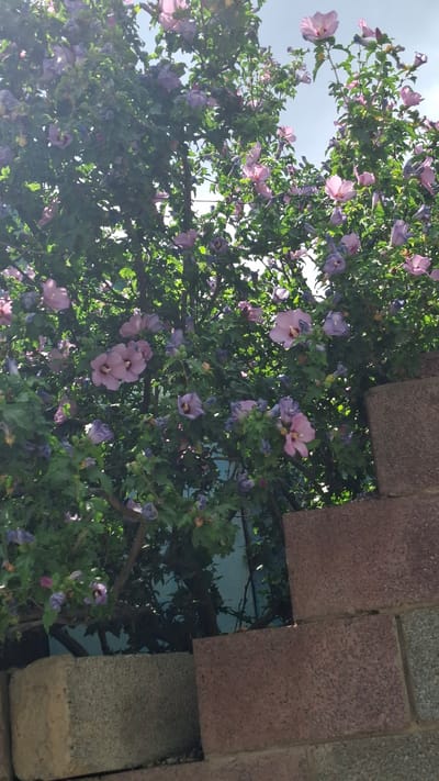 The image depicts a dense shrub with numerous pink and purple hibiscus flowers in bloom, set against a backdrop of green foliage and a light blue sky. The shrub is partially obscured by a wall constructed of reddish-brown and grey concrete blocks. The lighting suggests it is daytime, with sunlight filtering through the leaves and flowers. The scene is likely an outdoor urban environment, possibly a garden or street in Шұбарсу, Kazakhstan, given the context of the prompt. No people or animals are visible in the frame. The focus is on the vibrant flowers and the textured stonework.