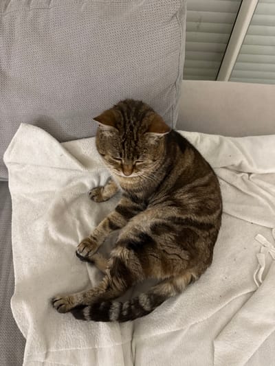 A tabby cat is curled up asleep on a white blanket. The cat's head is resting on the gray couch. The cat has a striped tail. The blanket is wrinkled and partially covering the couch. Natural light illuminates the scene.